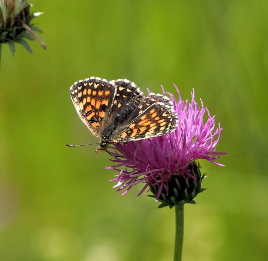 Melitaea diamina?  S