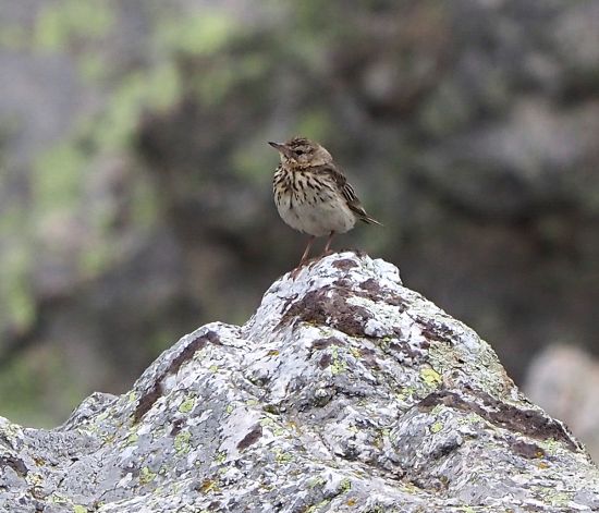 Prispolone  (Anthus trivialis)