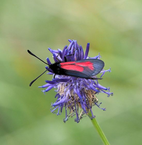 Zygaena purpuralis?  S