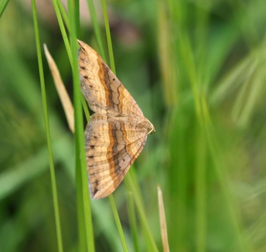 Scotopteryx chenopodiata - Geometridae