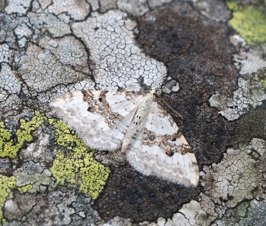 Xanthorhoe montanata - Geometridae