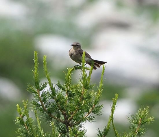 Spioncello (Anthus spinoletta)