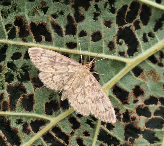 Crambidae: Anania lancealis