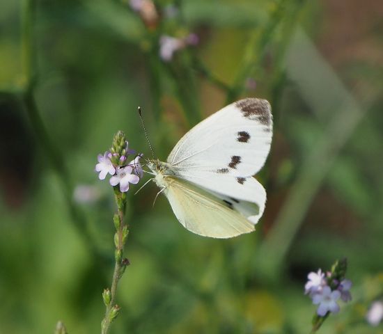 Pieris rapae o mannii?  Pieris napi