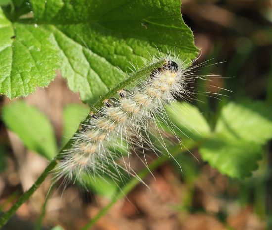 Bruco di...Hyphantria cunea (Erebidae Arctiinae)