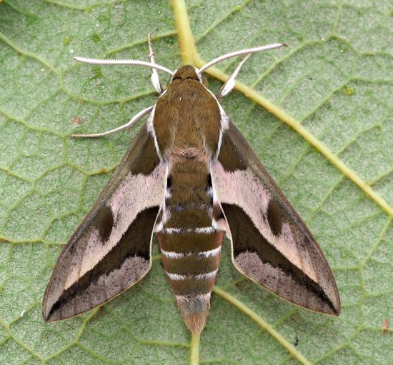 Hyles euphorbiae