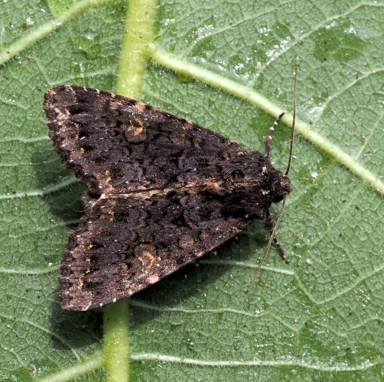 Polymixis serpentina? - Melanchra persicariae