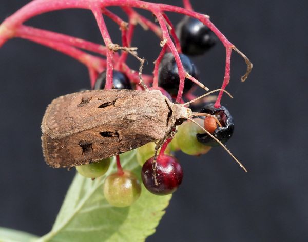 Agrotis exclamationis