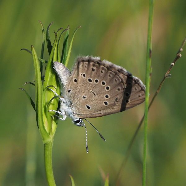 Maculinea alcon - Lycaenidae