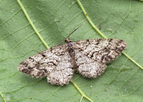 Geometridae: Peribatodes?  S, Peribatodes secundaria