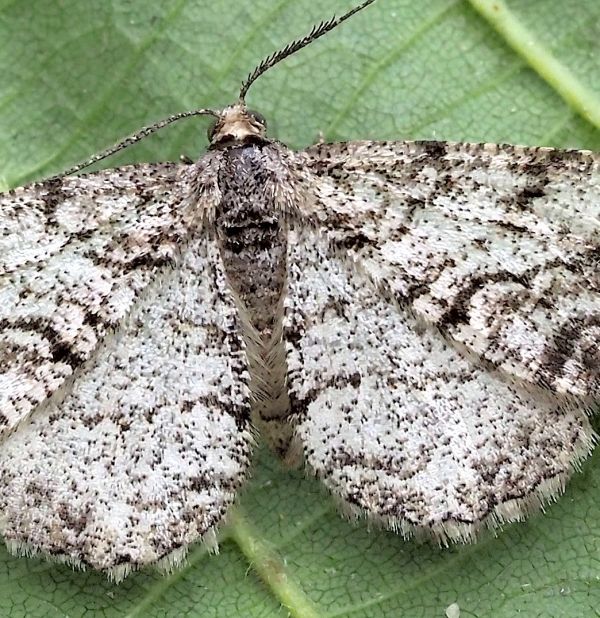 Geometridae: Peribatodes?  S, Peribatodes secundaria