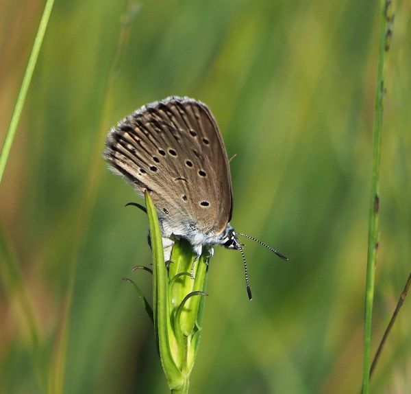 Maculinea alcon - Lycaenidae