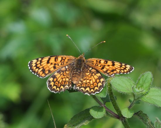 Melitaea phoebe