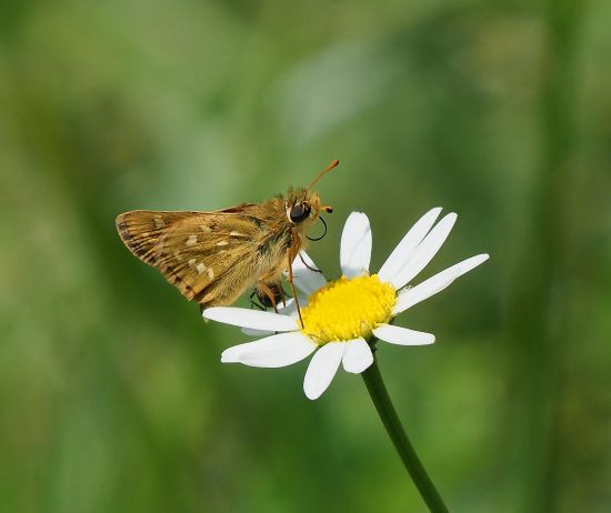Hesperia comma ? S