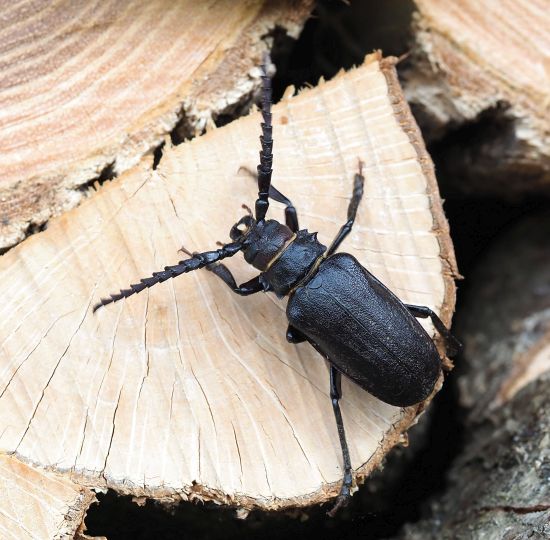 Cerambycidae ? S, Prionus coriarius, maschio