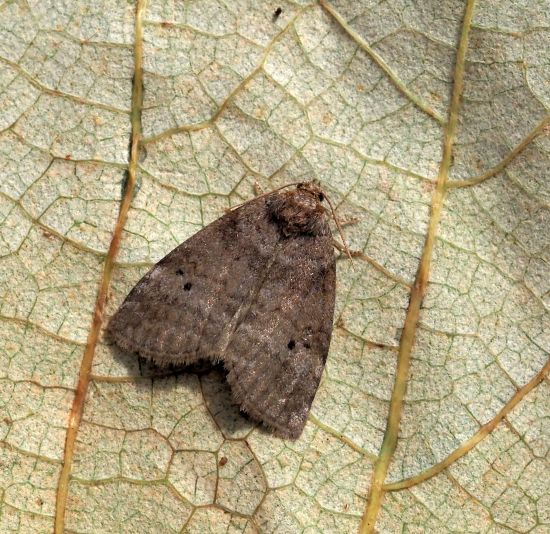 Ochropacha duplaris , Drepanidae