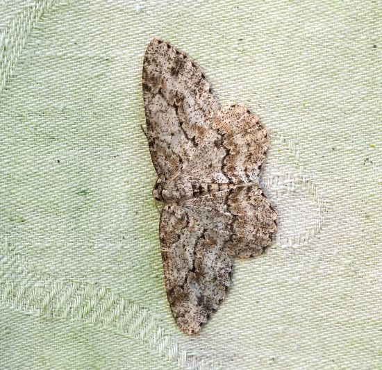 Hypomecis punctinalis? No, Ectropis crepuscularia - Geometridae