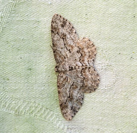 Hypomecis punctinalis? No, Ectropis crepuscularia - Geometridae