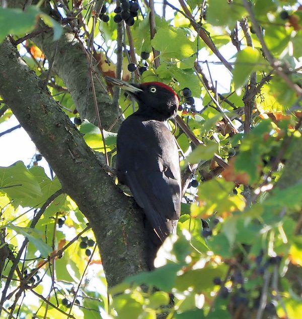 Picchio nero femmina ?  Picchio nero (Dryocopus martius), maschio