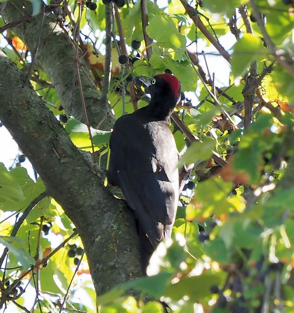 Picchio nero femmina ?  Picchio nero (Dryocopus martius), maschio