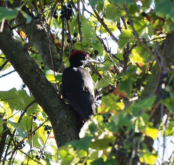 Picchio nero femmina ?  Picchio nero (Dryocopus martius), maschio