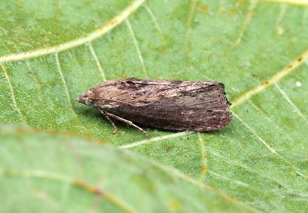 Galleria mellonella, Pyralidae