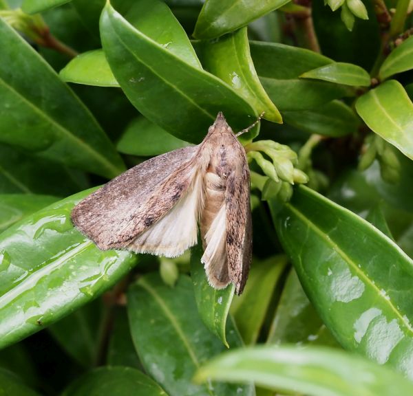 Galleria mellonella, Pyralidae