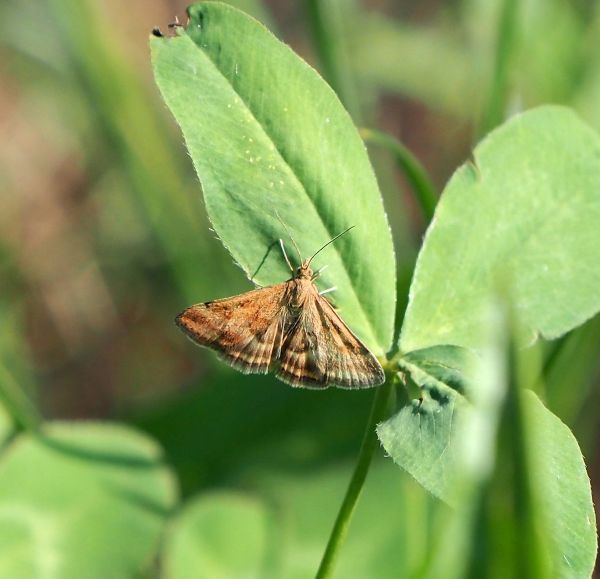 Quale Pyrausta?  Pyrausta despicata