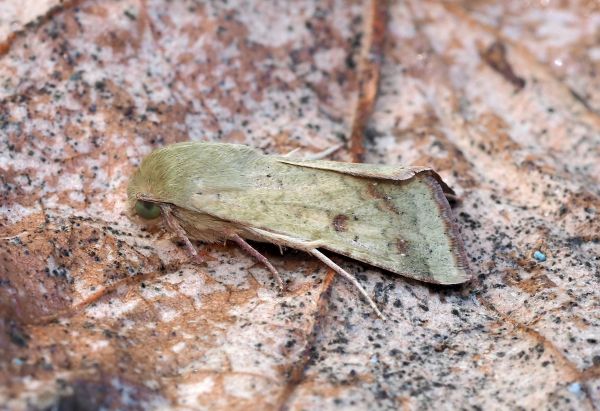 Heliothis nubigera ? No, Helicoverpa armigera