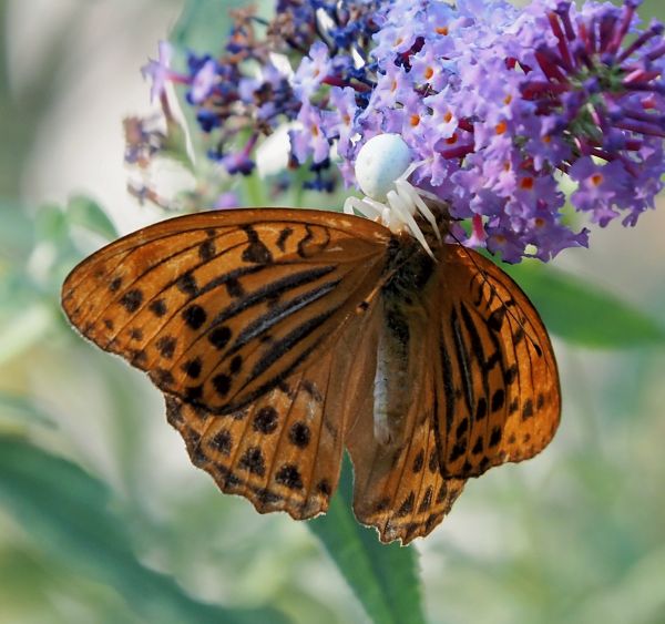 vatumena e Argynnis paphia;  non vatumenia, ma Misumena vatia