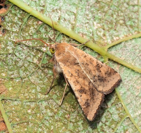 Heliothis nubigera ? No, Helicoverpa armigera