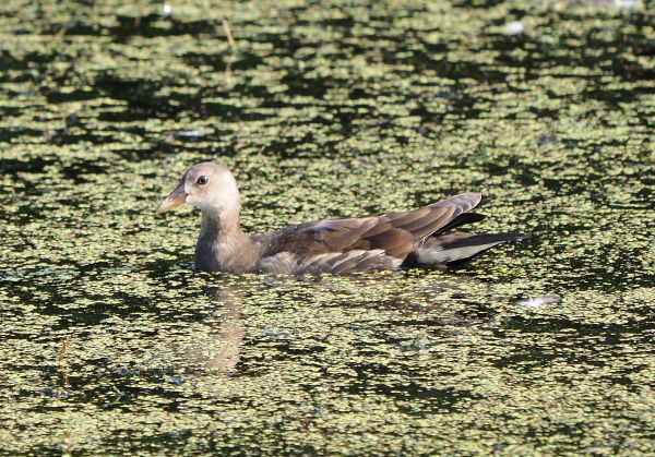 Gallinella d'' acqua giovane?  S