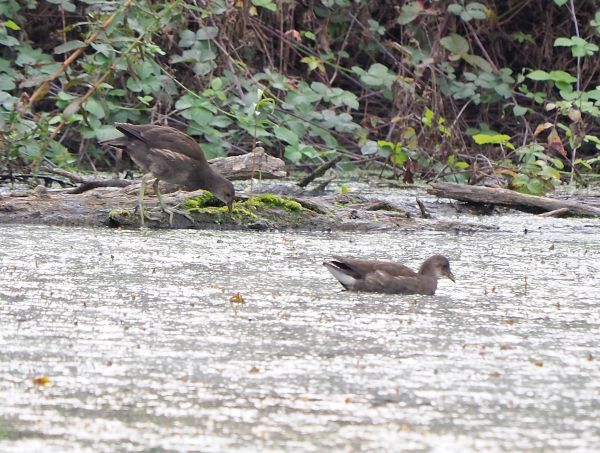 Gallinella d'' acqua giovane?  S