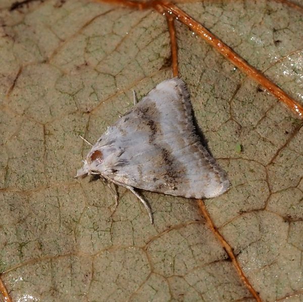 Nolidae: Meganola albula