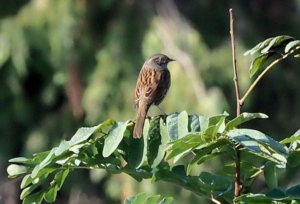 Passera scopaiola