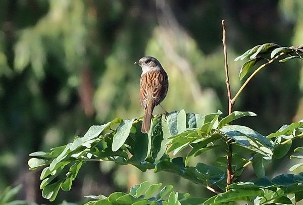 Passera scopaiola