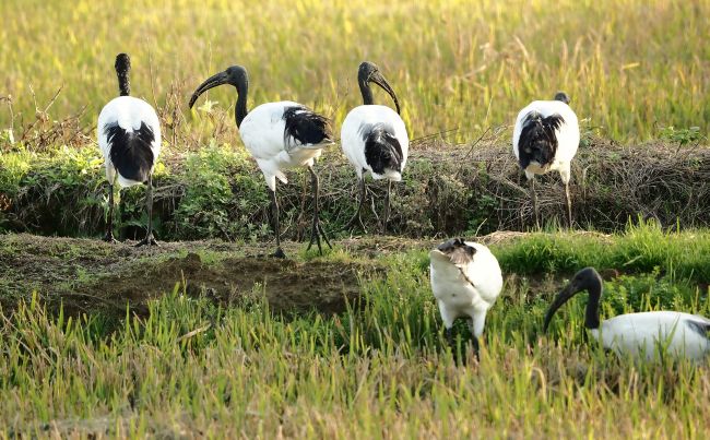 Ibis sacro
