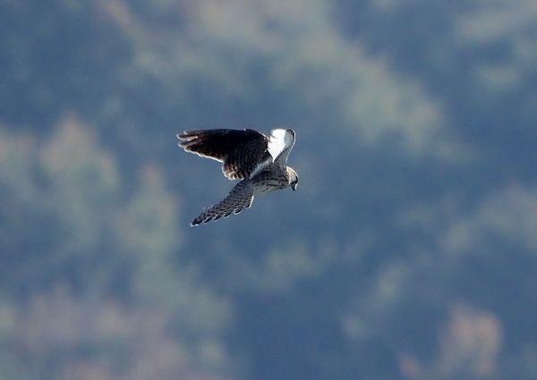 Falco pelegrino?  No, gheppio