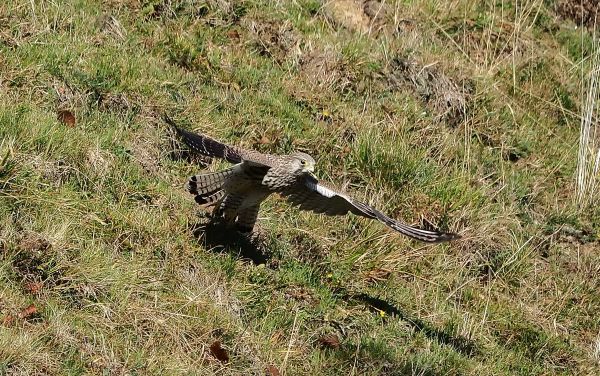 Falco pelegrino?  No, gheppio