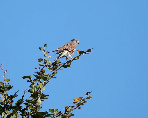 Falco pelegrino?  No, gheppio
