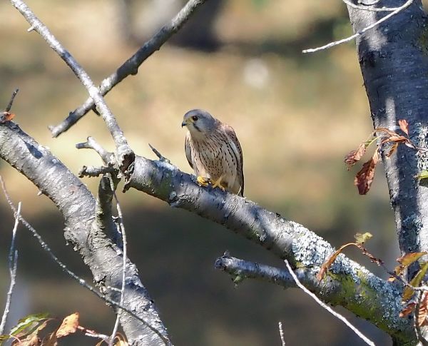 Falco pelegrino?  No, gheppio