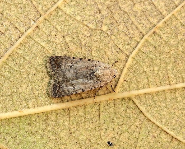 aiuto id. Cherostis?