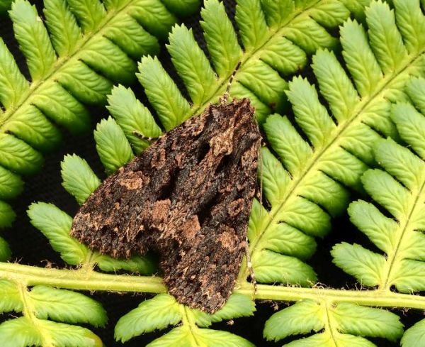 ancora non � finita