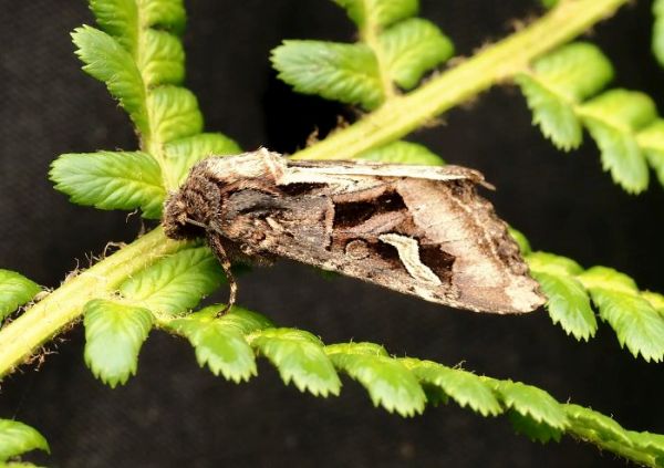 ancora non � finita