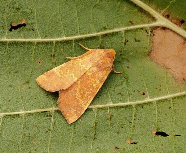 ancora non � finita