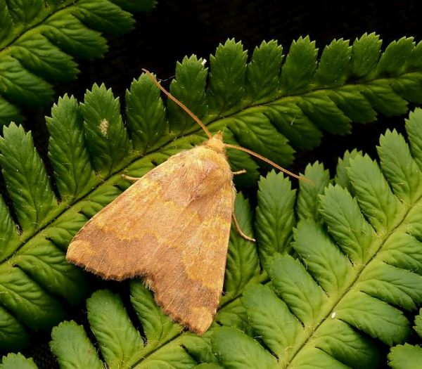 ancora non � finita