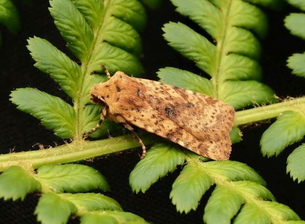 ancora non � finita