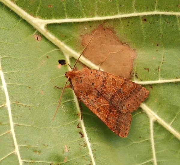 ancora non � finita