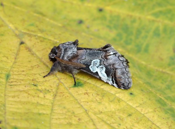 Poecilocampa populi