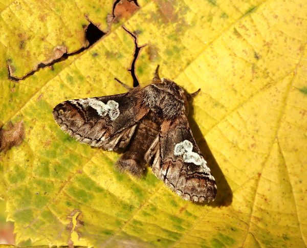 Poecilocampa populi